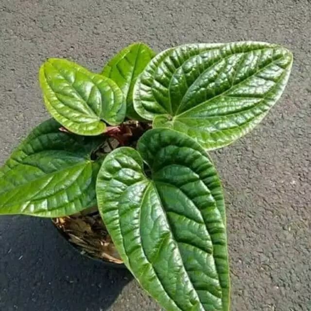 anthurium sirih dewasa - pohon sirih - tanaman sirih - sirih