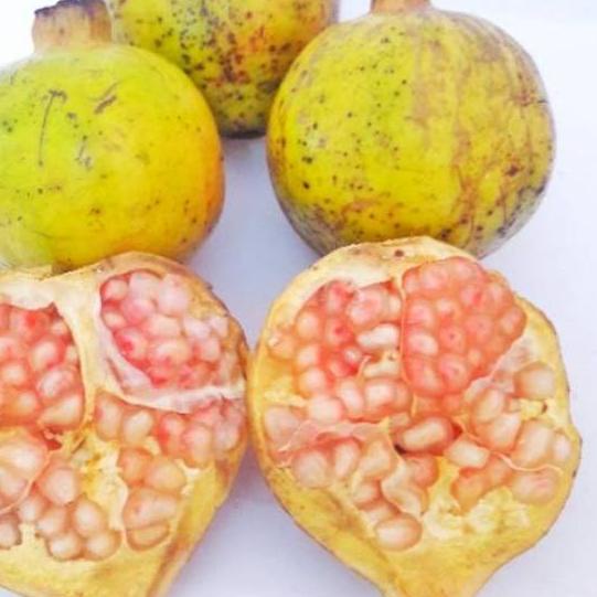 

۩ Buah Delima Putih 1 kg organik fresh baru petik untuk ➻