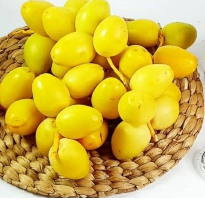 

➣ KURMAMUDA BARKHEE NAMIBIA AFRIKA READY ( BISA MIX MERAH-KUNING ) ♂