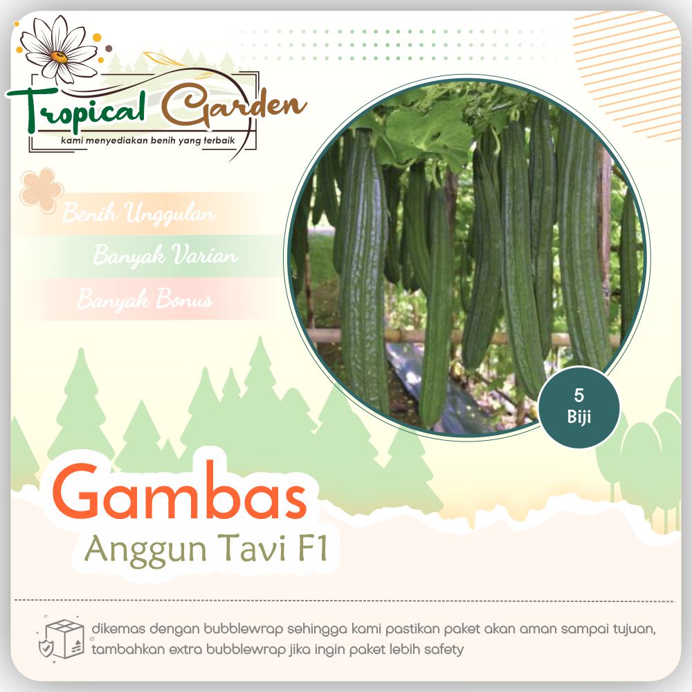 Bibit Oyong Gambas Super / Bibit Oyong Gambas Unggul Produktif & Cepat Panen
