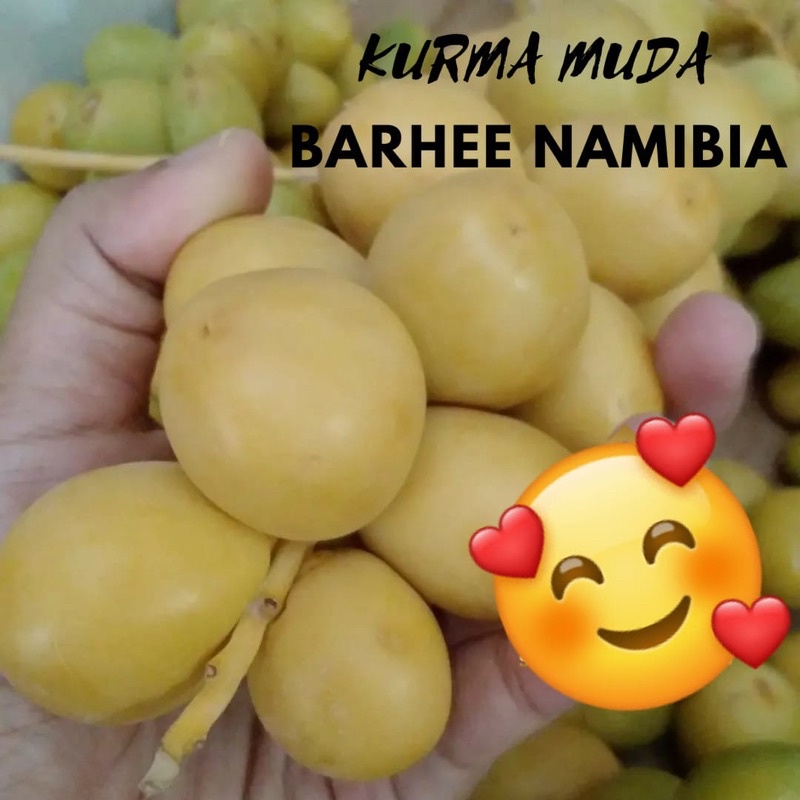 

Kurma Barhee Namibia
