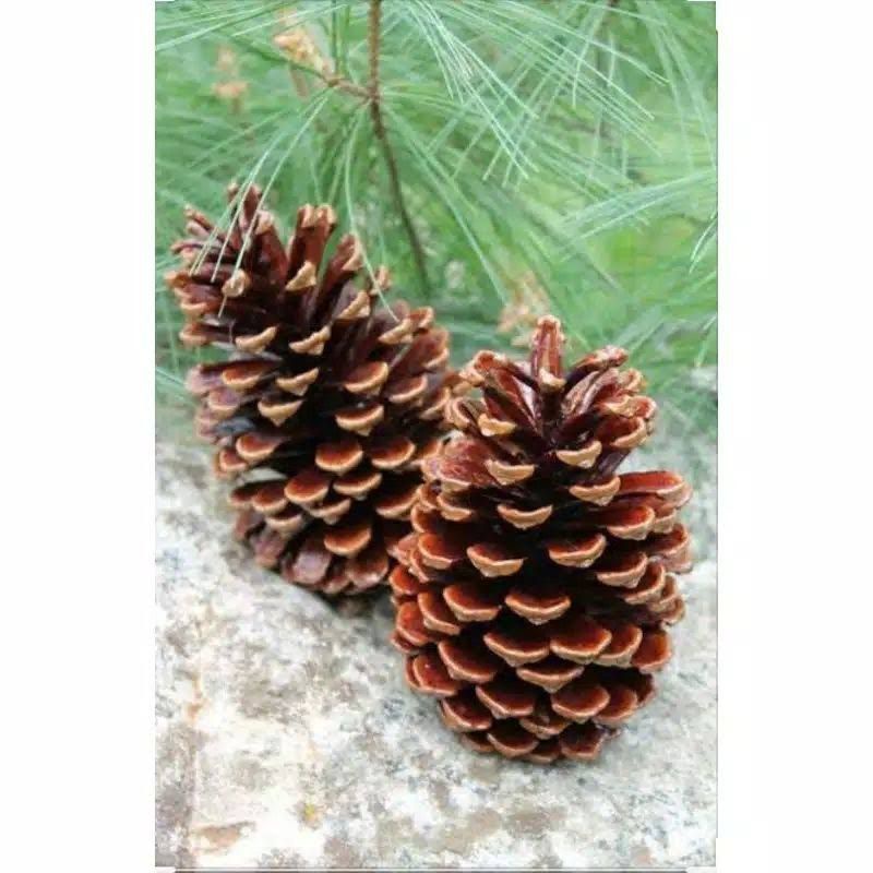 

pinus bunga pinus terrarium rustic craft hiasan