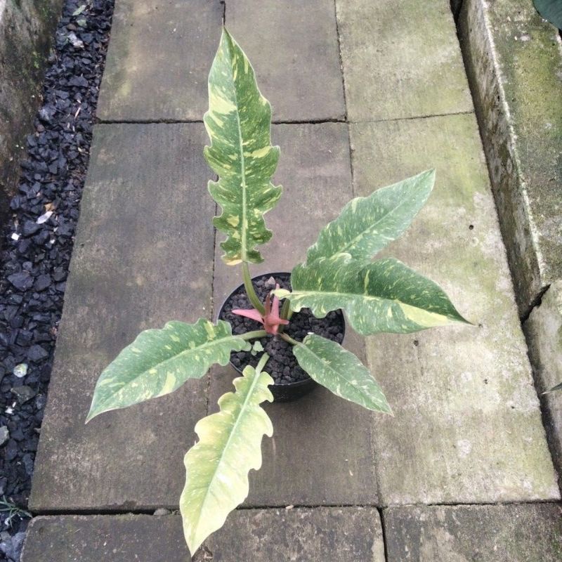 Philodendron ring of fire