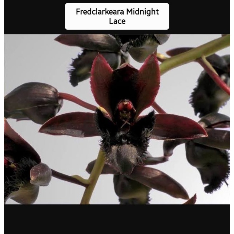 3 PLANT ANGGREK CATASETUM CLOWESETUM FDK MIDNIGHT LACE