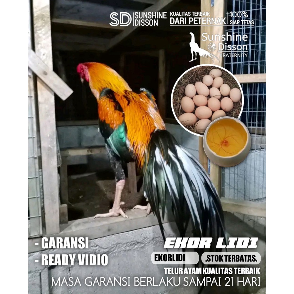 ayam bangkok ekor lidi LHK super telur tetas original