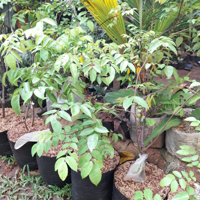 POHON BUAH BLIMBING MADU SUDAH BERBUAH// BIBIT BUAH BLIMBING BANGKOK