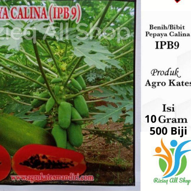 ✪ Biji Bibit Pepaya CALINA IPB-9/ CALIFORNIA isi 10Gr sekitar 500 Biji Benih Pepaya CALIFORNIA /CALI