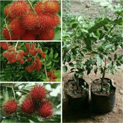 TANAMAN BUAH RAMBUTAN RAPIAH // POHON RAMBUTAN RAPIAH