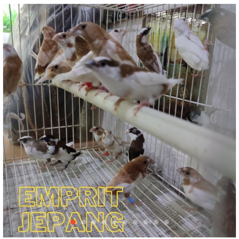 burung emprit Jepang warna ,sudah mandiri RANDOM