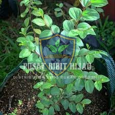 Bibit Bidara Super Cepat Tumbuh Siap Tanam Anti Gagal