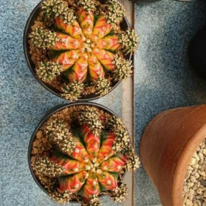 Terlaris Gymnocalycium Multicolor Taiwan