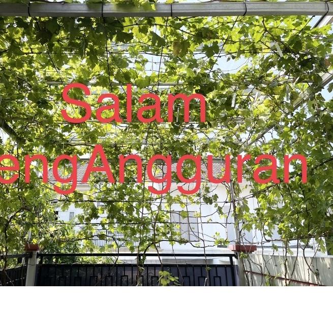 ✩ Entres anggur import per paket ✶