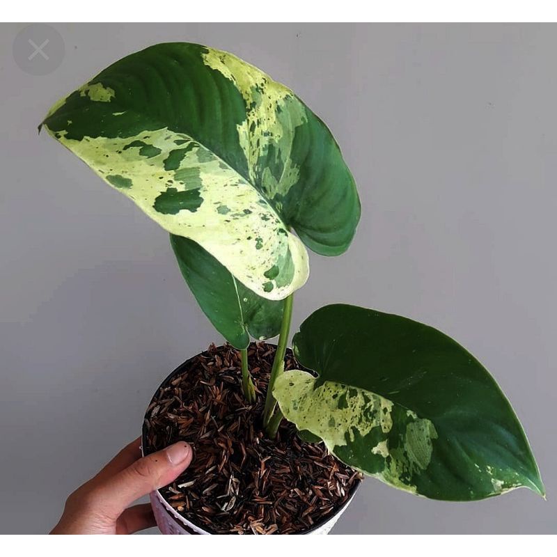 Tanaman Hias Homalomena  Sp Varigata