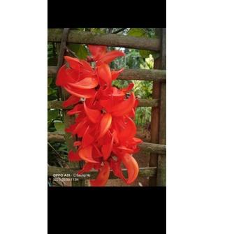 ♔ Flame Of Irian & Bibit Tanaman Flame of Irian ♜