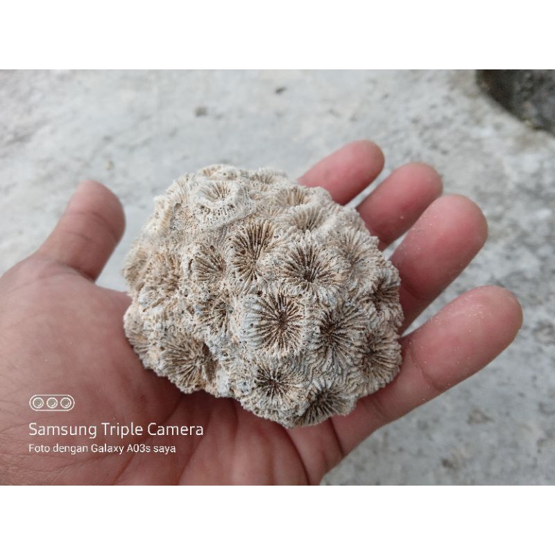 Batu karang hias aquarium