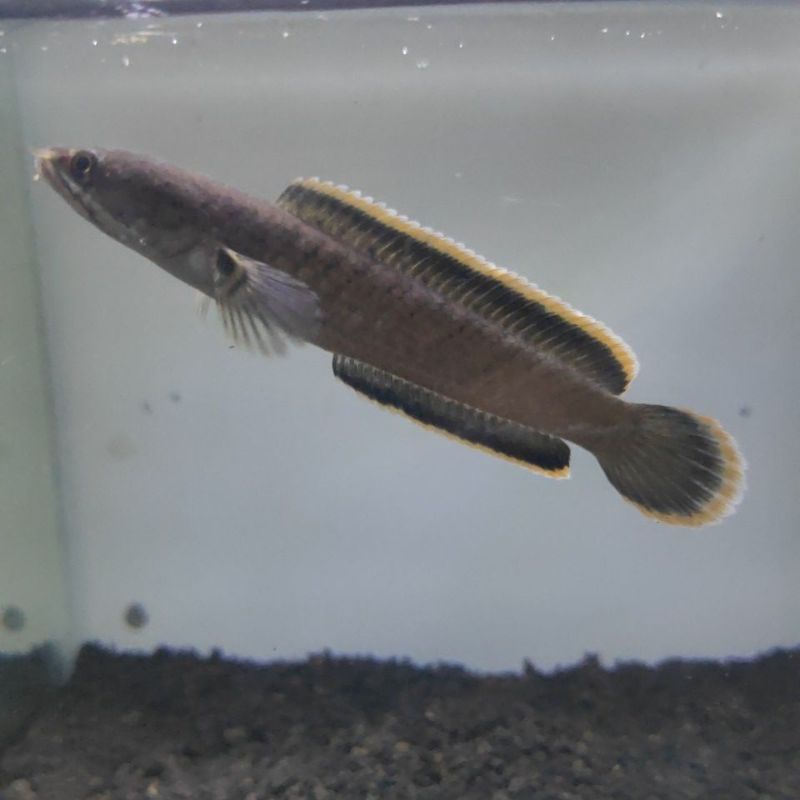 limbata cb 7-8cm single tank