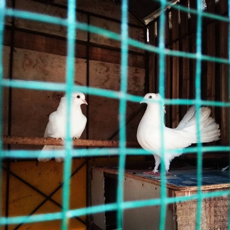 BURUNG MERPATI PUTIH SEPASANG SATUAN READY JANTAN DAN BETINA DARA