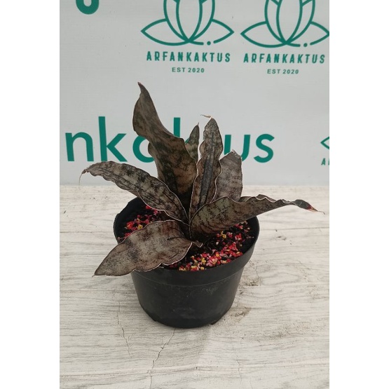 Sansevieria kirkii brown indukan