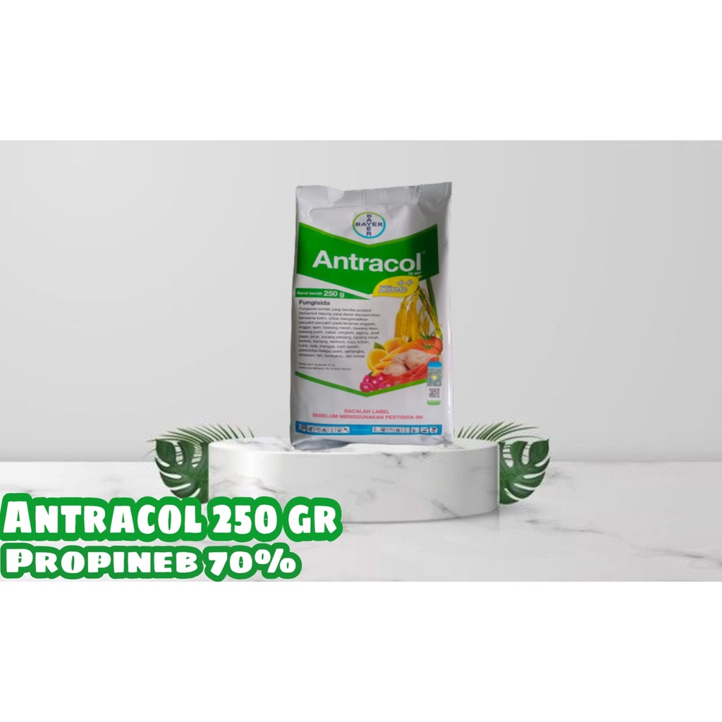 FUNGISIDA ANTRACOL 250 GRAM