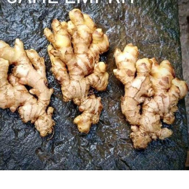 

☜ JAHE EMPRIT SEGAR SUDAH DICUCI BERSIH BERAT 1 KG ○