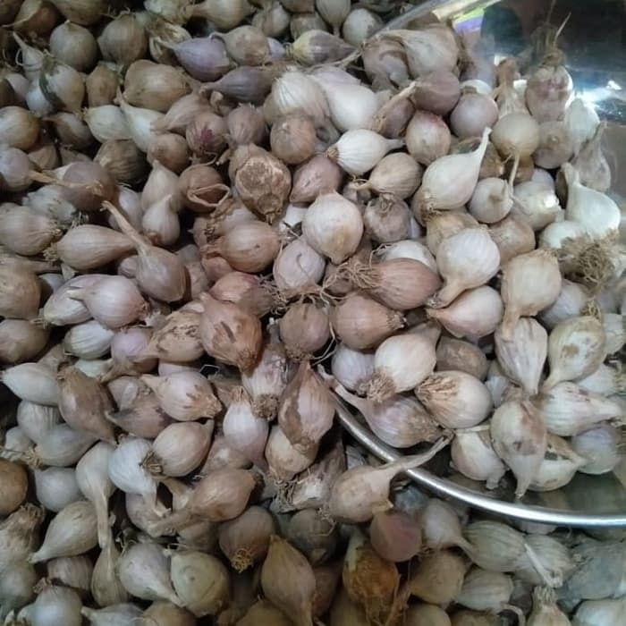 

TERABAIK BAWANG LANANG - BAWANG PUTIH TUNGGAL-500 GRAM