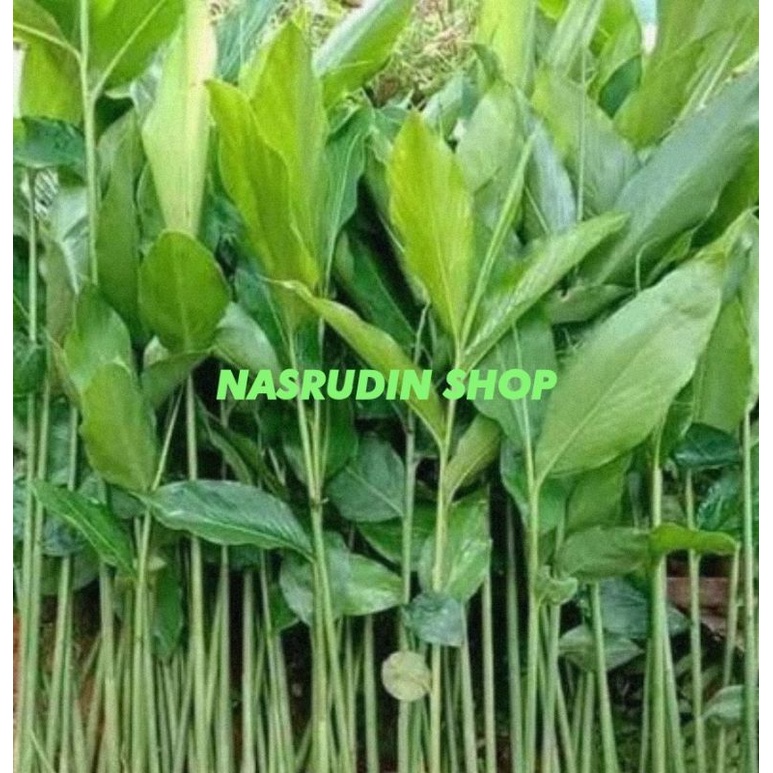 

[Fresh] DAUN KAPULAGA PUTIH SEGAR LANGSUNG PETIK / DAUN KAPOL PUTIH / DAUN KAPULOGO