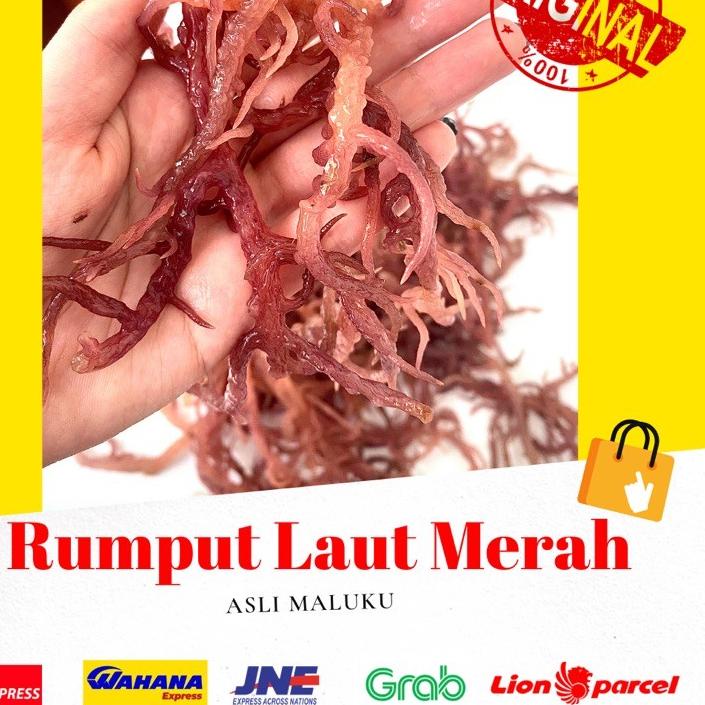 

♪ 1 KG RUMPUT LAUT MERAH KERING ( Eucheuma cotoni) sea birdnest kualitas premium no 1 dijamin 100% asli ★