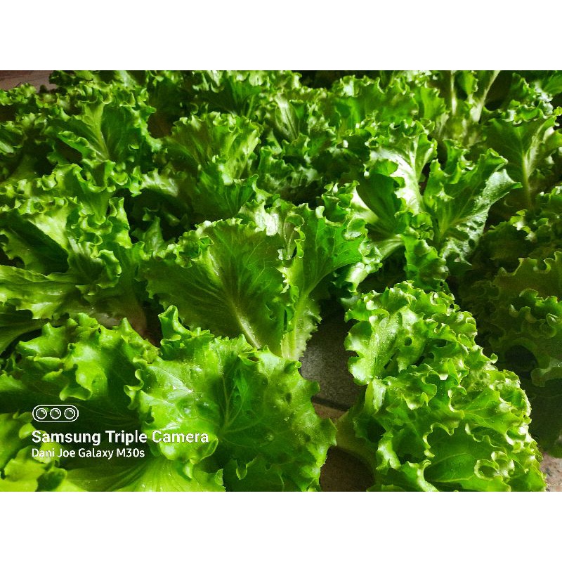 

selada hidroponik @500 grm