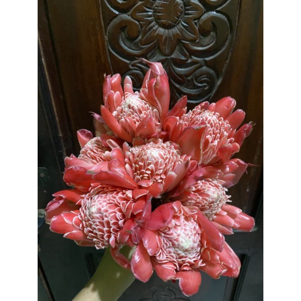 

Kecombrang merah mekar 1 Kg