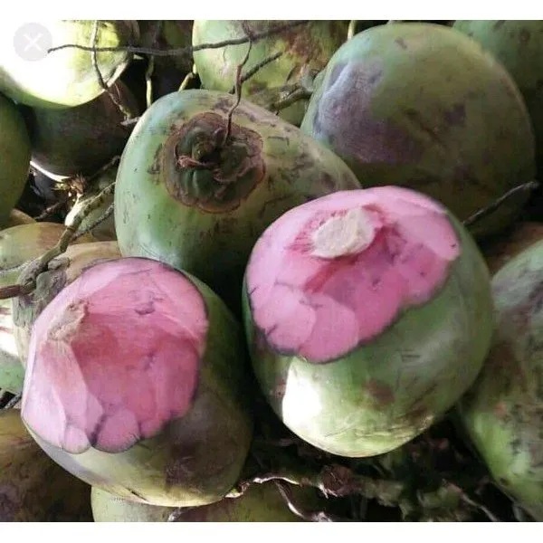 FCW - Buah Kelapa HIJAU (Hanya Air Tanpa Batok)