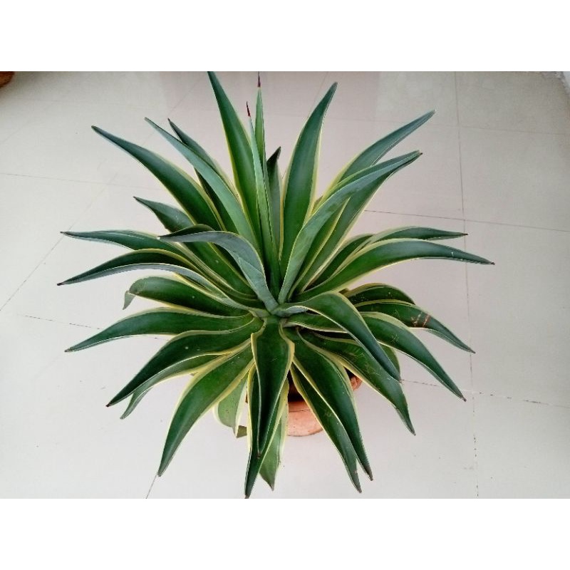 TANAMAN HIAS AGAVE MAHKOTA