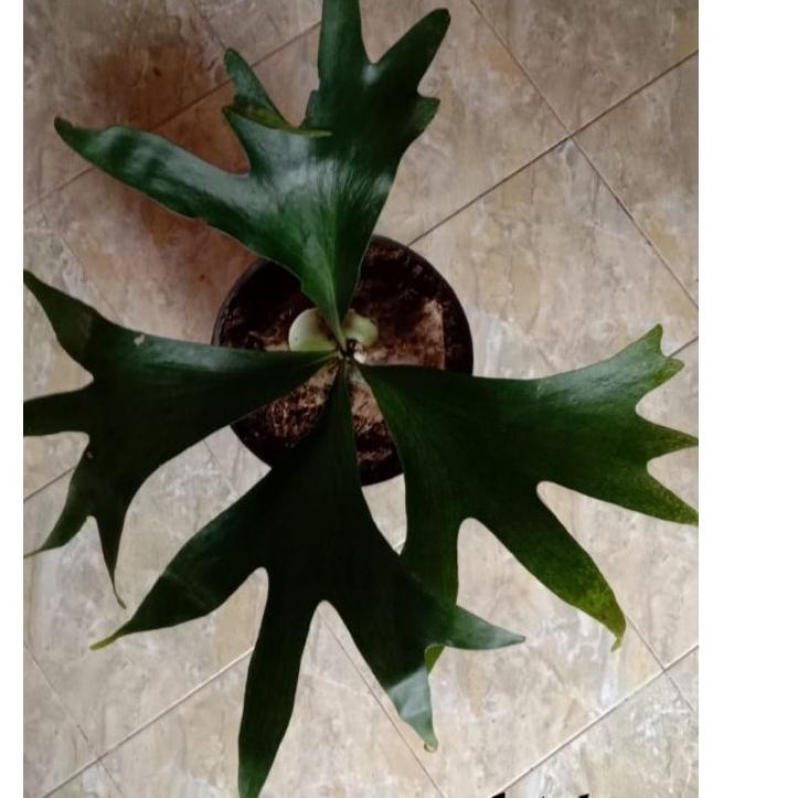 ➺ platycerium(kadaka..doa) ☛