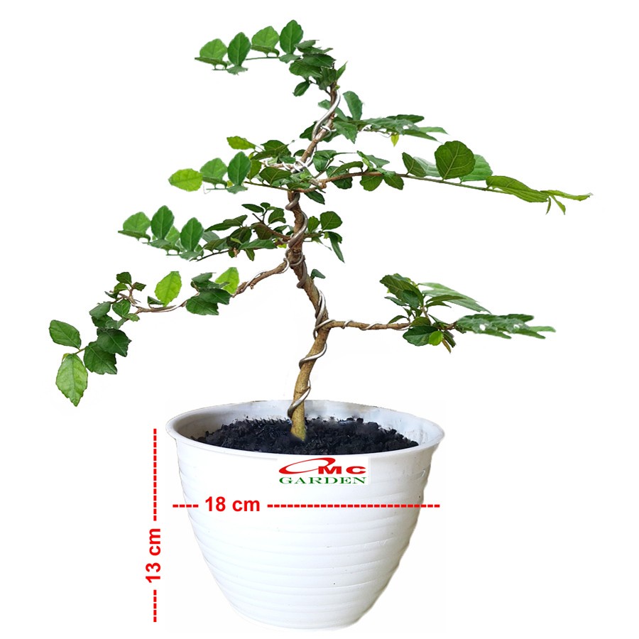 Bonsai Bonsae Mame Serut 001