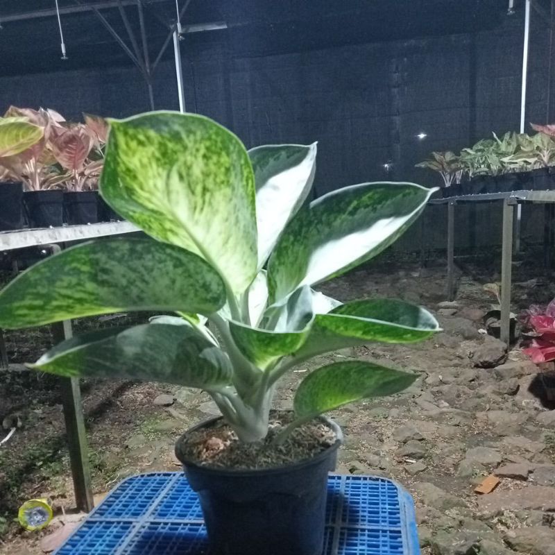 PROMO AGLONEMA  Aglaonema Green Bowl Dewasa