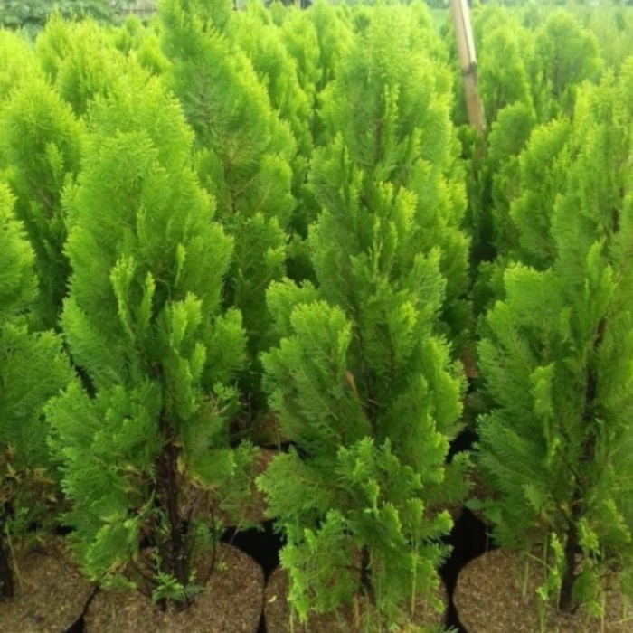 Terlaris Pohon Cemara Kipas 1 Meter