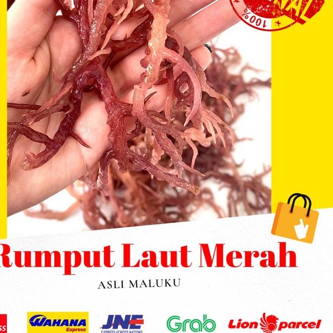 

● 1 KG RUMPUT LAUT MERAH KERING ( Eucheuma cotoni) sea birdnest kualitas premium no 1 dijamin 100% asli ➦