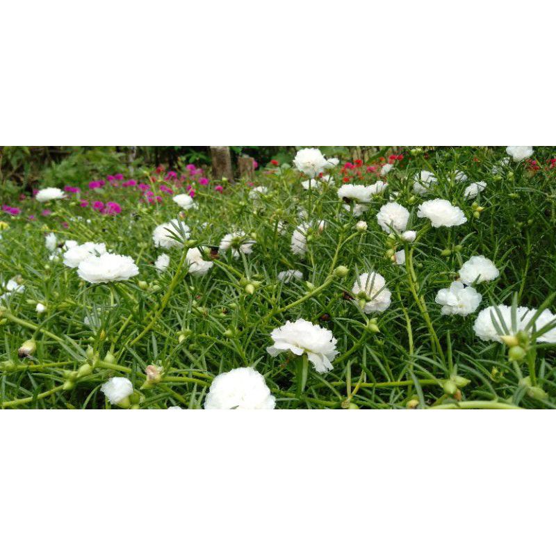 tanaman hias bunga krokot mossrose putih
