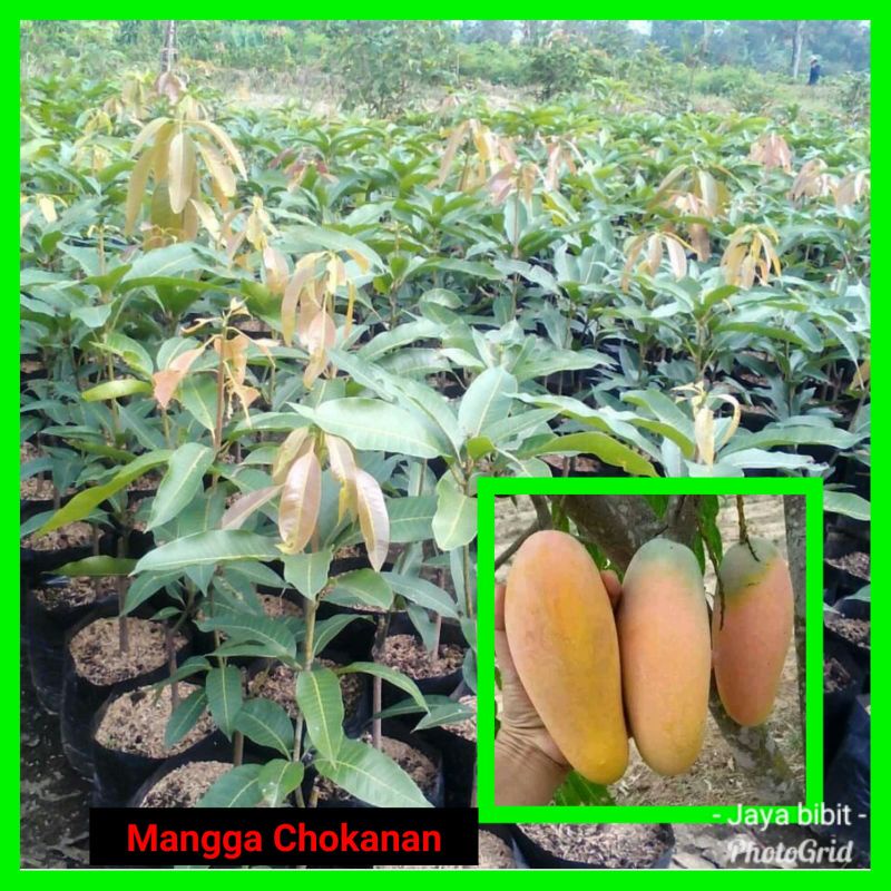 Mangga golek madu/chokanam