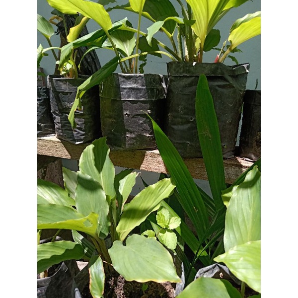 

Bibit tanaman Kunyit Hitam