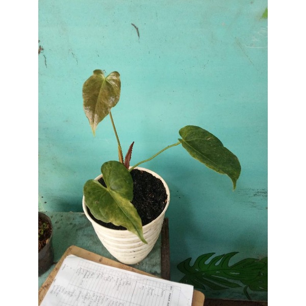 anthurium varigata
