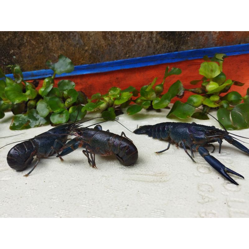 

Indukan Lobster 1set isi 3ekor size 4inchi