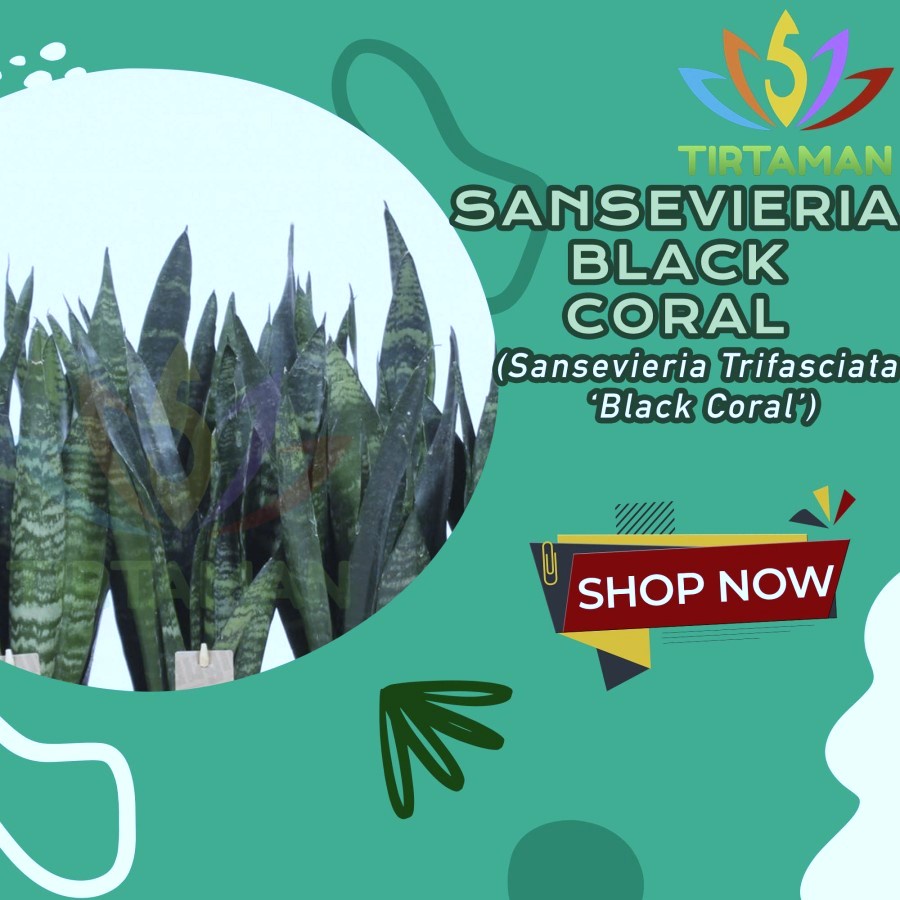 Sansivera Black Coral / Sansevieria Trifasciata Lidah Mertua Hitam