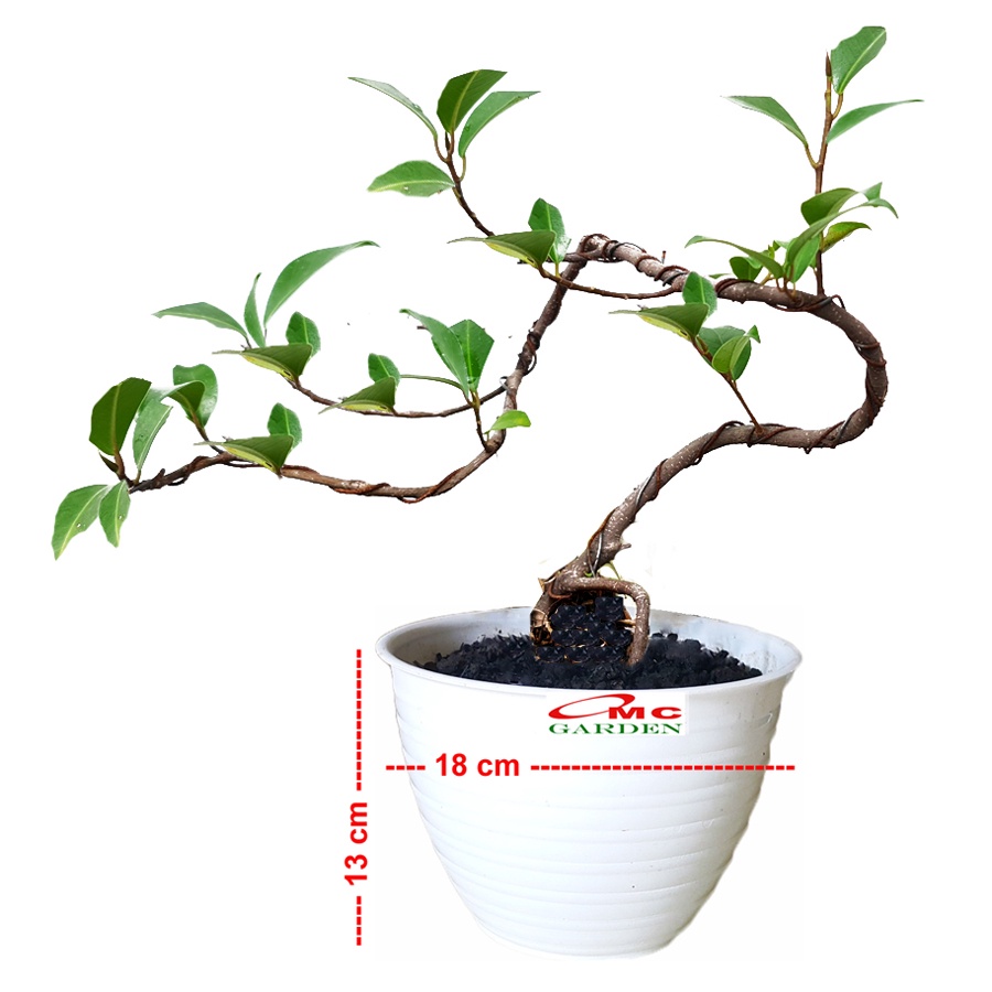 Bonsai Beringin Lokal Local Iprik Kimeng Ficus Microcarpa B-BR-002