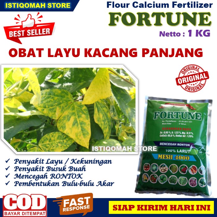 Pupuk Kalsium untuk Layu Fusarium Tanaman Tomat Paling Ampuh FORTUNE 1KG Obat Layu Daun Tanaman Tomat - Pupuk Anti Rontok Bunga dan Buah Tomat - Pupuk Busuk Buah Tomat yang Bagus Buah Tomat Lebat dan Besar