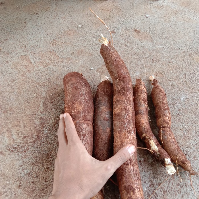 

singkong sapi kuru per kilo ukuran 1kg untuk obat kanker