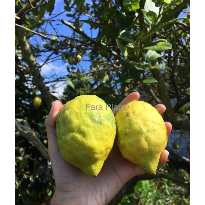 

Jeruk Lemon (Fresh)