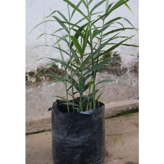 tanaman jahe merah/bibit tanaman jahe merah