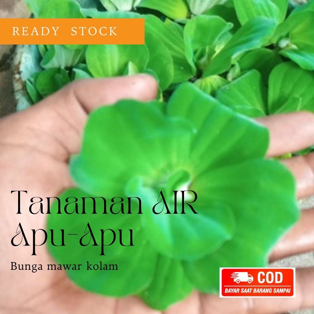 Apu Apu Tanaman Air Mawar Kolam