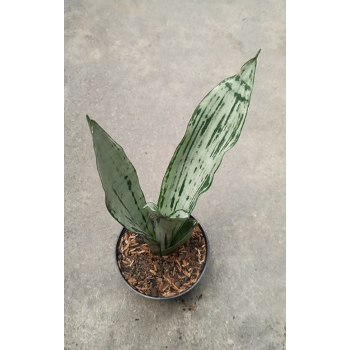 Sansevieria moonshine mutasi brazillian tunggal