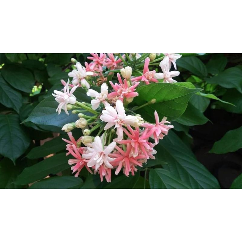 bibit bunga melati belanda,, bunga melati belanda